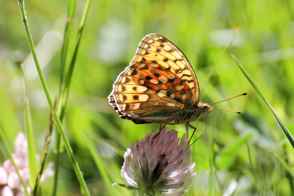 Argynnis aglaja? S